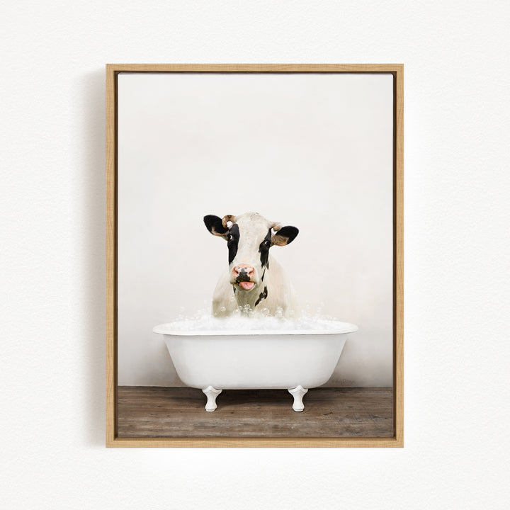 A black and white cow is sitting in a white bathtub filled with water, with its tongue sticking out.