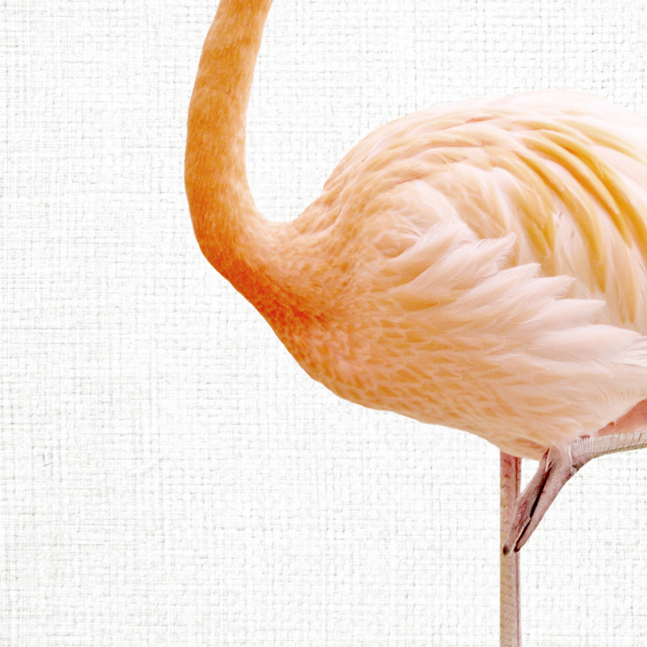 Flamingo - Animal Portraits