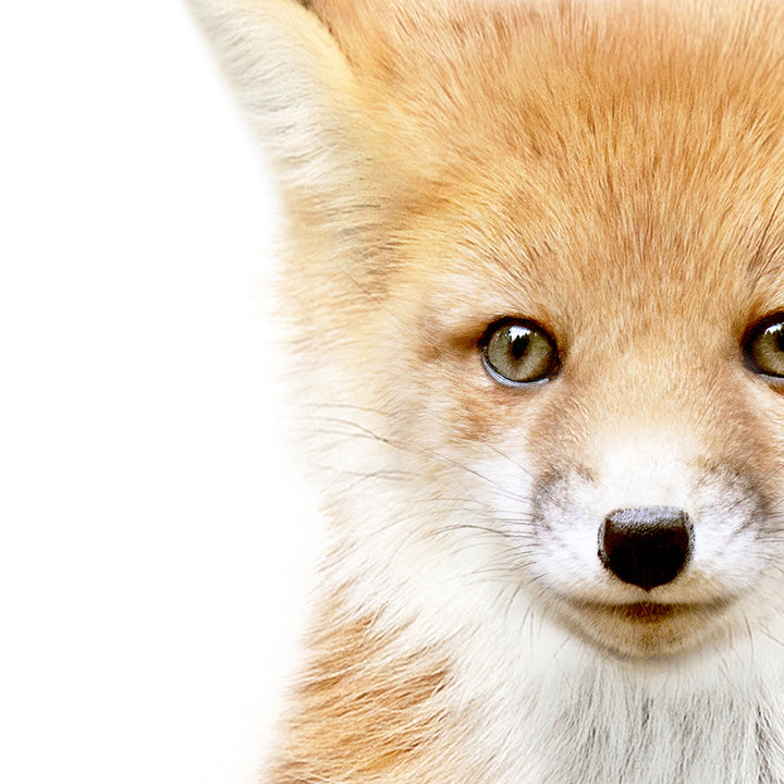 Baby Fox - Baby Animal Portrait