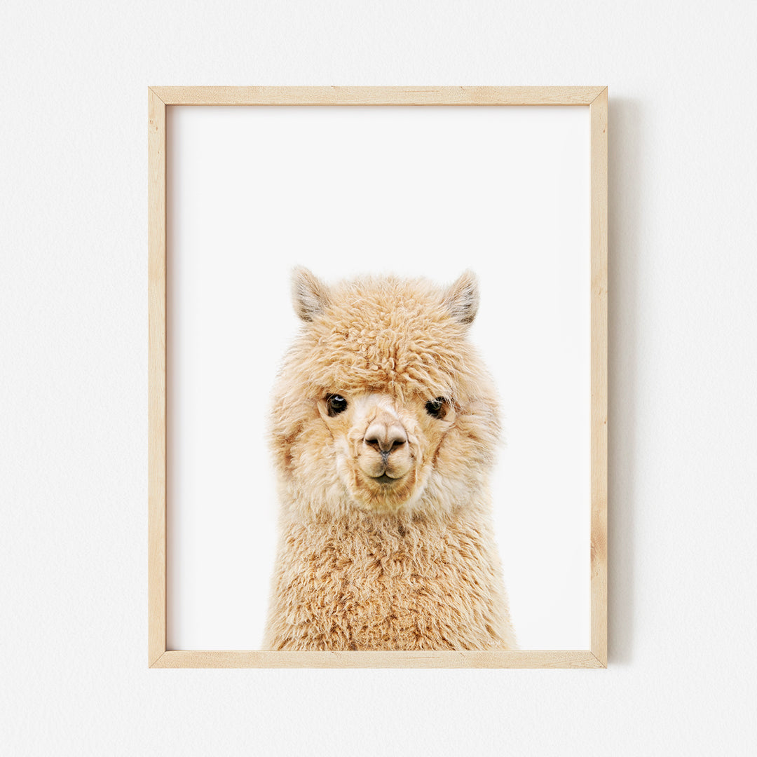 Baby Alpaca - Baby Animal Portrait