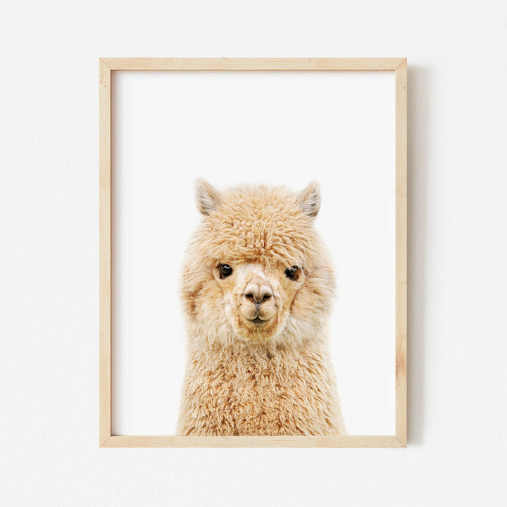 Baby Alpaca - Baby Animal Portrait