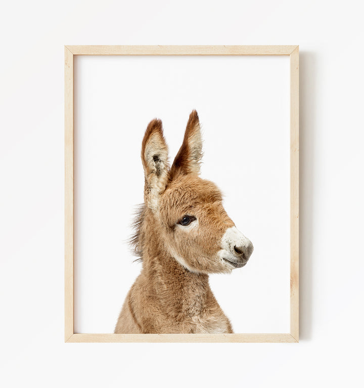 Baby Donkey - Baby Animal Portrait