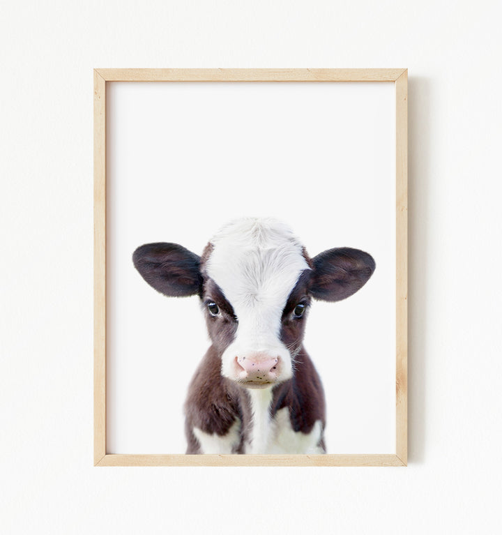 Baby Cow - Baby Animal Portrait