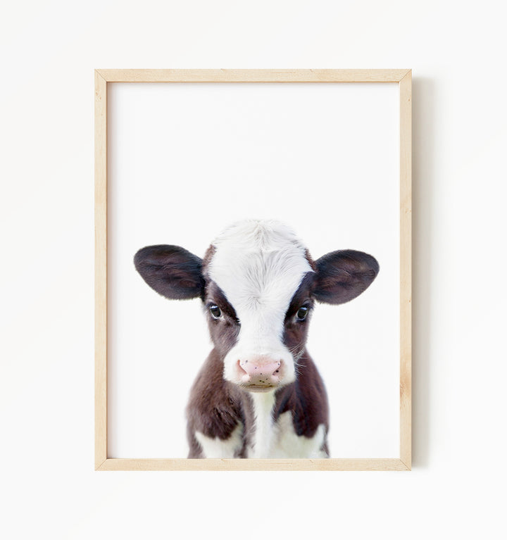 Baby Cow - Baby Animal Portrait