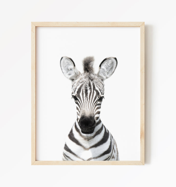 Baby Zebra - Baby Animal Portrait