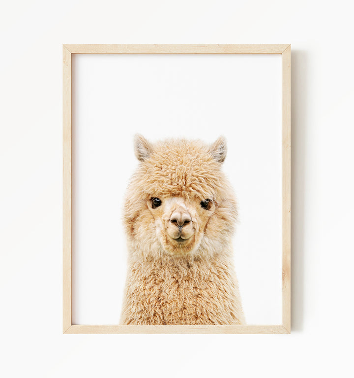 Baby Alpaca - Baby Animal Portrait