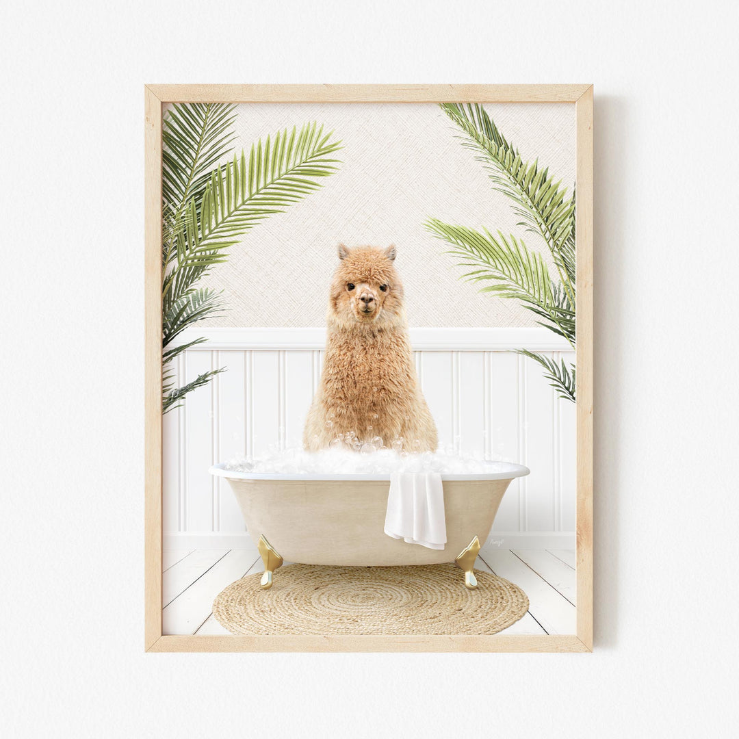 Alpaca in Palms Bath