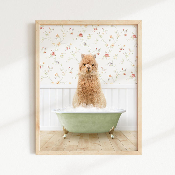 Alpaca in Country Cottage Bath