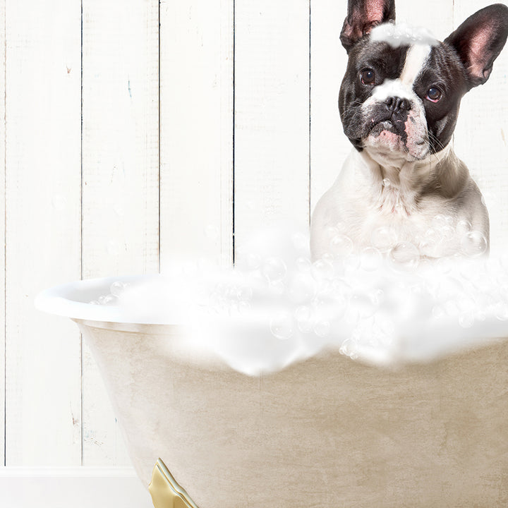 French Bulldog in Farmhouse Hot Bath