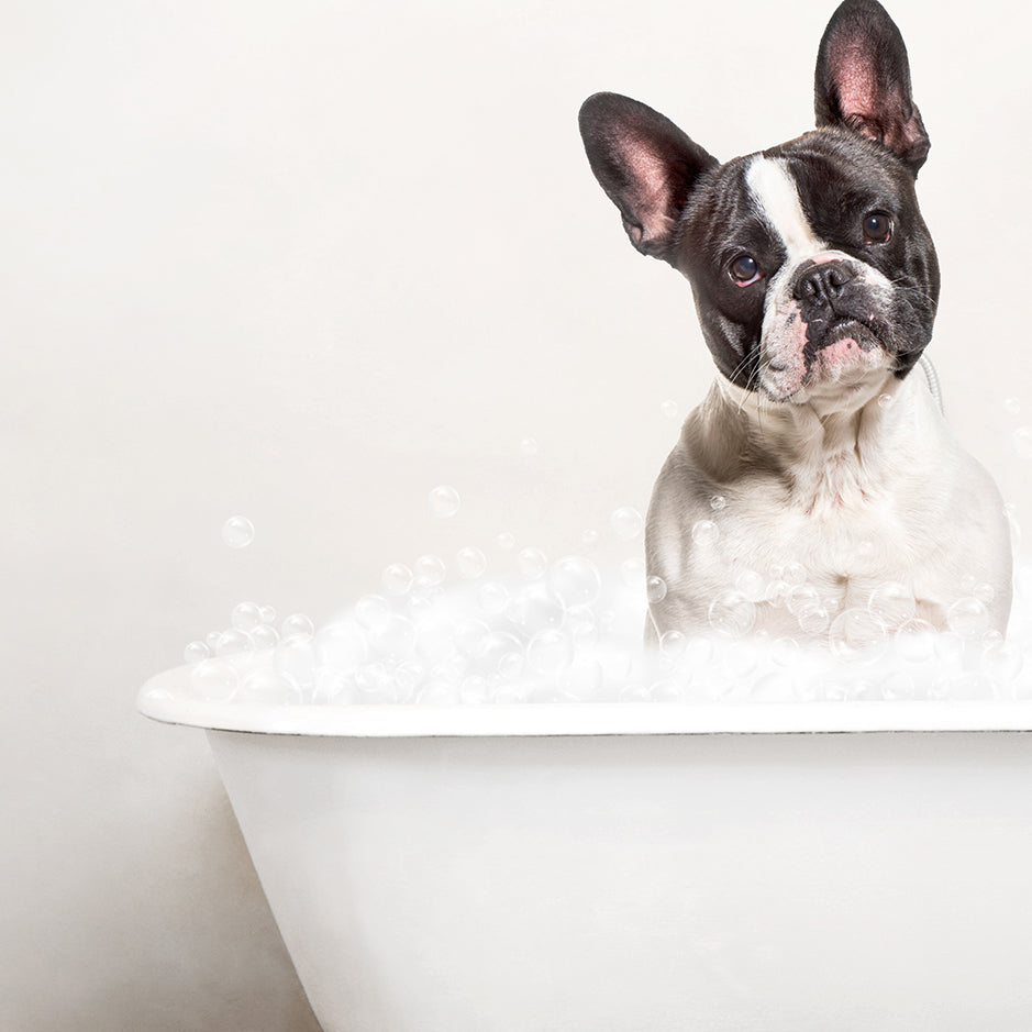 French Bulldog in Rustic Bath Style