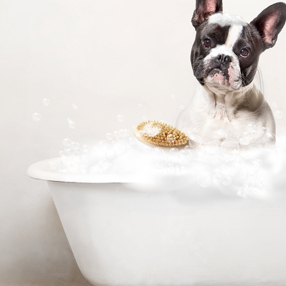 French Bulldog in Rustic Bath Style Lots of Foamy Bubbles