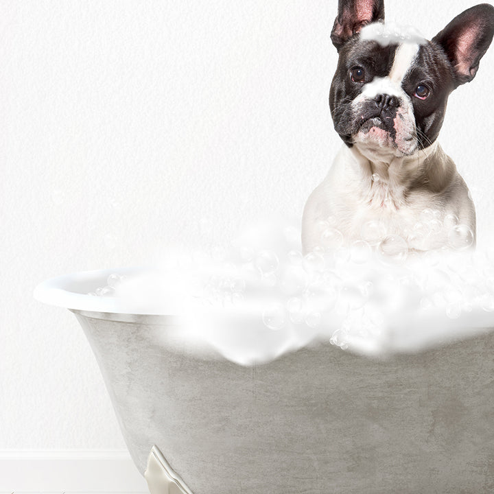 French Bulldog Scrub A-Dub-Dub in Simple Gray Bath