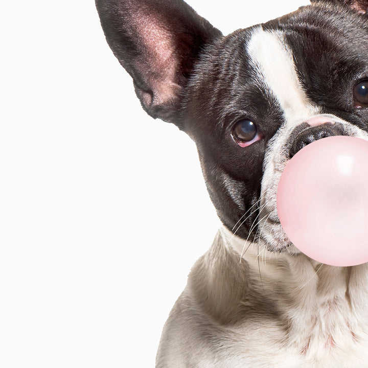 French Bulldog Blowing Bubble