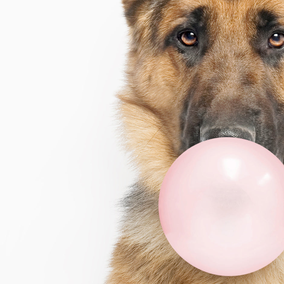 German Shepherd Blowing Bubbles