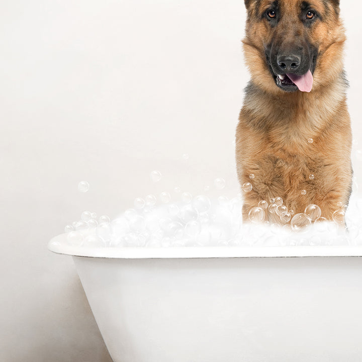 German Shepherd in Rustic Bath Style