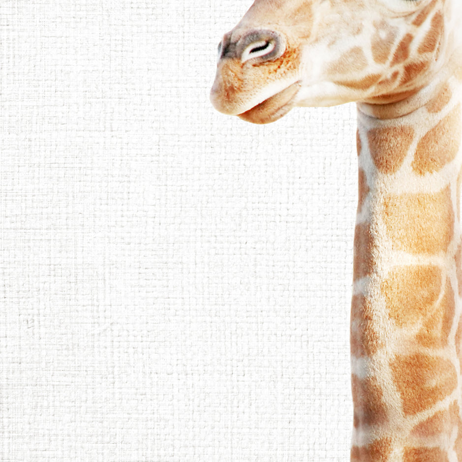 Baby Giraffe - Animal Portraits