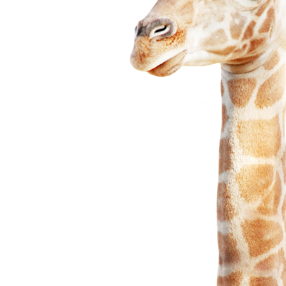 Baby Giraffe - Animal Portraits