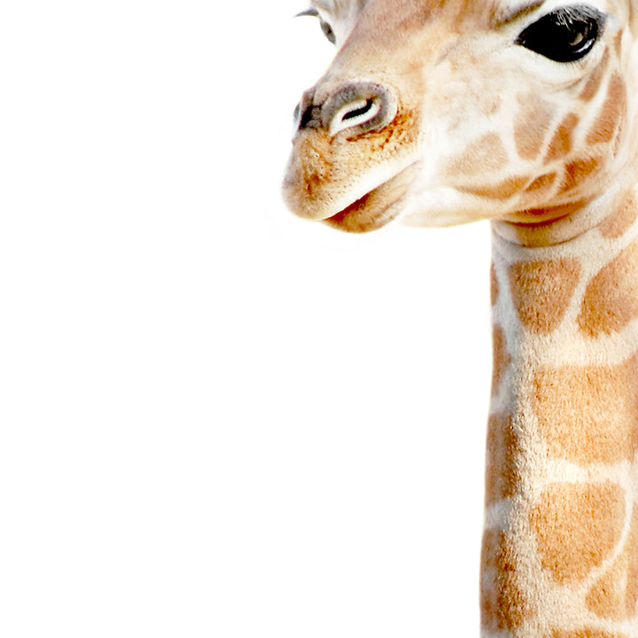 Baby Giraffe - Baby Animal Portrait