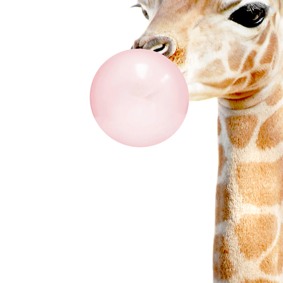 Baby Giraffe Blowing Pink Bubble Gum