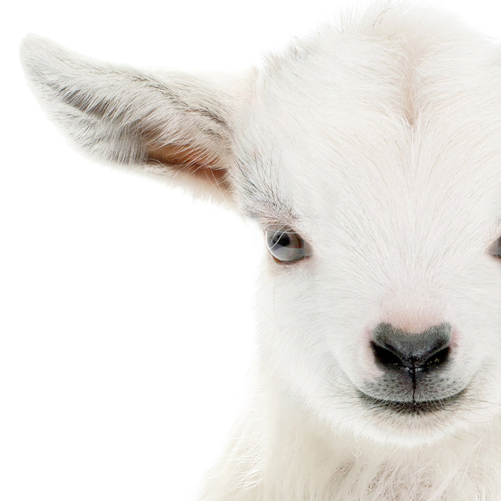 Baby Goat - Baby Animal Portrait