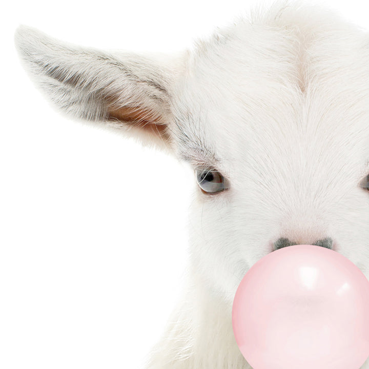 Baby Goat Blowing Pink Bubble Gum