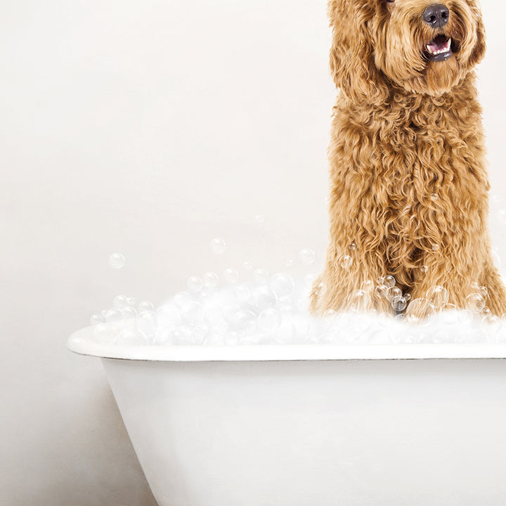 Golden Labradoodle in Rustic Bath Style