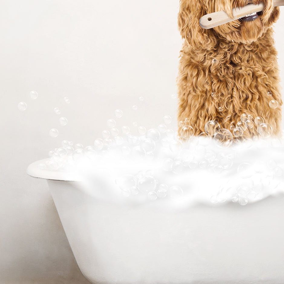 Golden Labradoodle in Rustic Bath Style Lots of Foamy Bubbles