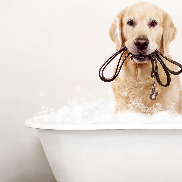 Golden Retriever in Rustic Bath Style