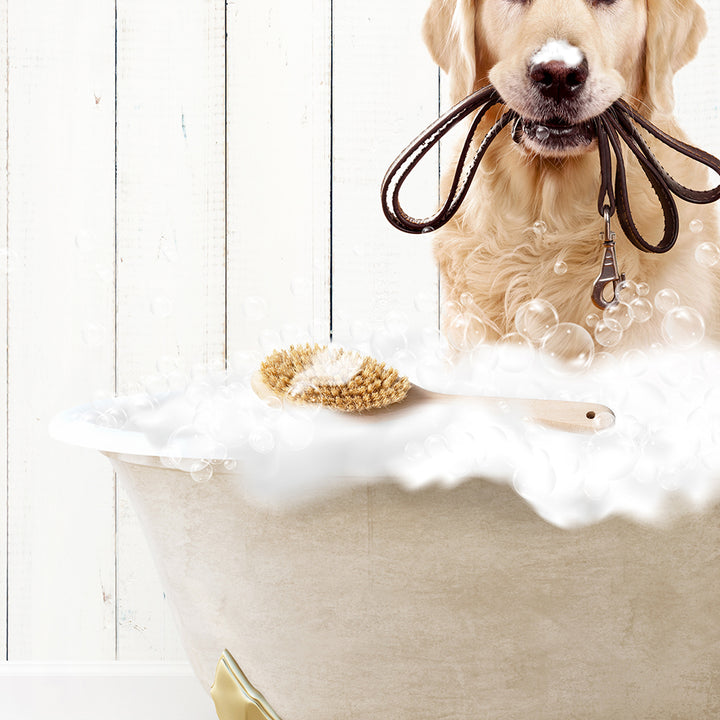 Golden Retriever in Farmhouse Hot Bath