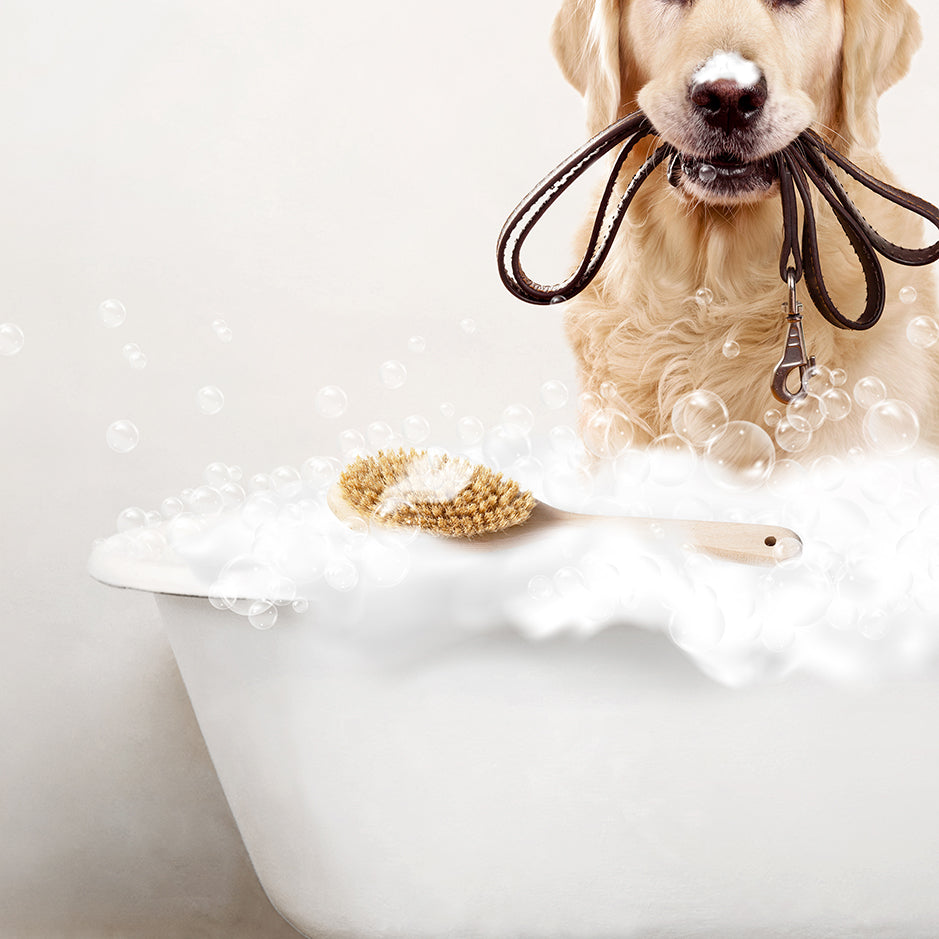 Golden Retriever in Rustic Bath Style Lots of Foamy Bubbles