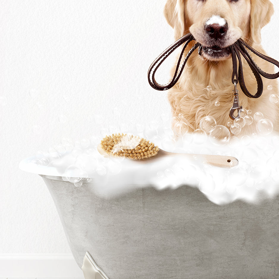 Golden Retriever Scrub A-Dub-Dub in Simple Gray Bath