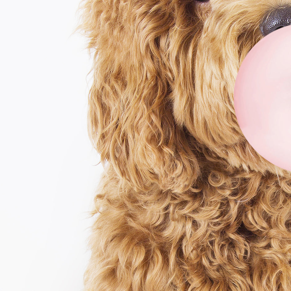 Goldendoodle Blowing Bubbles