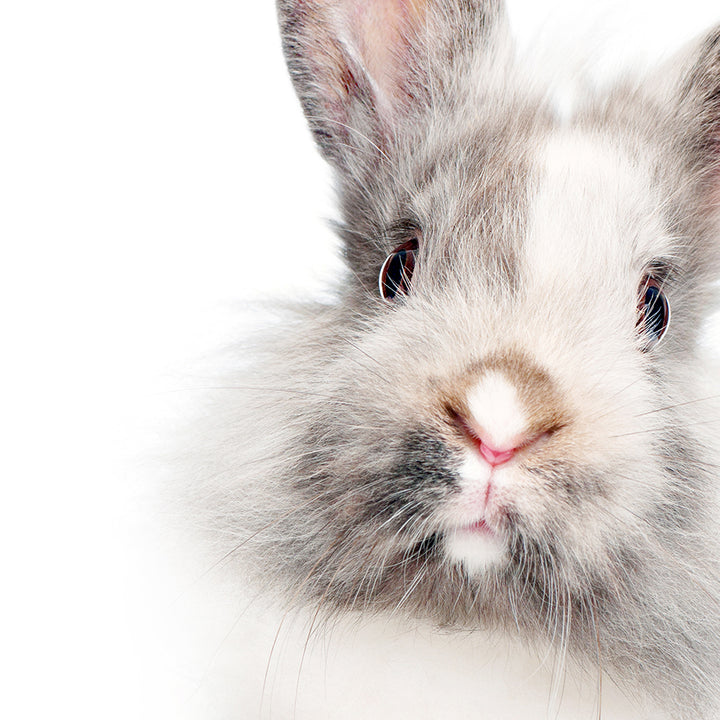 Gray and White Bunny - Animal Portraits