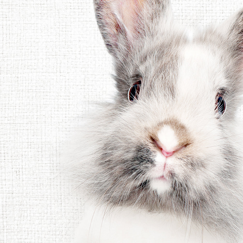 Gray and White Bunny - Animal Portraits