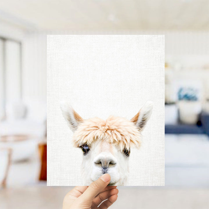 Alpaca Bangs - Animal Portraits