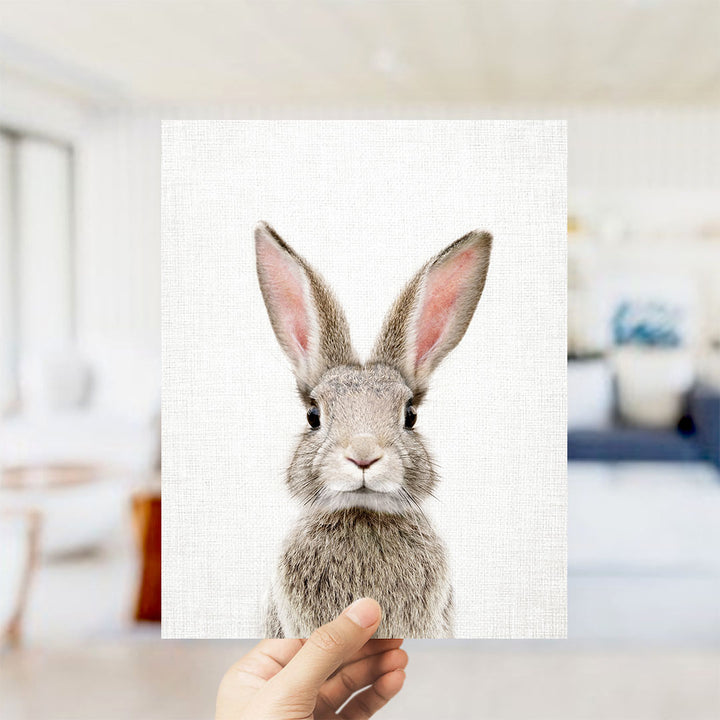 Female Rabbit - Animal Portraits