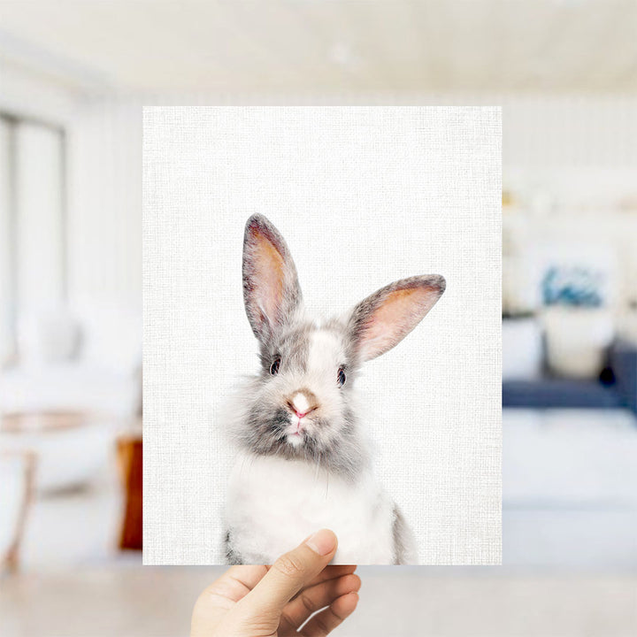 Gray and White Bunny - Animal Portraits