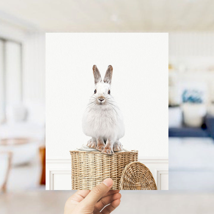 Snowshoe Hare in Laundry Basket - Simple White Wall