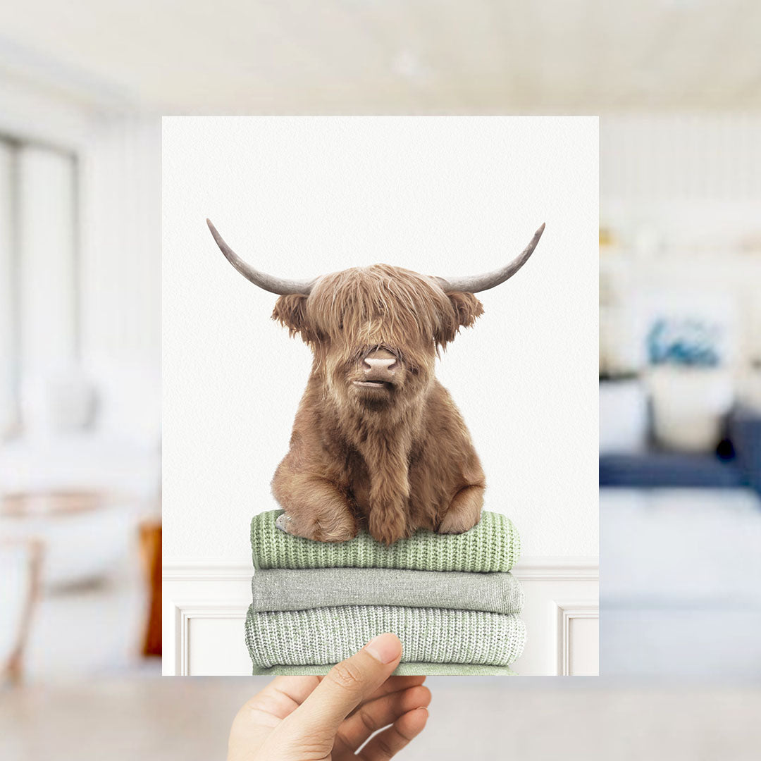Highland Cow on Folded Sweaters - Simple White Wall