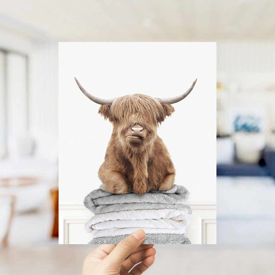 Highland Cow on Folded Towels - Simple White Wall
