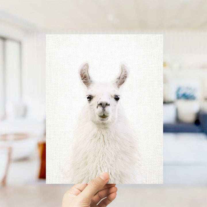 Fluffy Llama - Animal Portraits