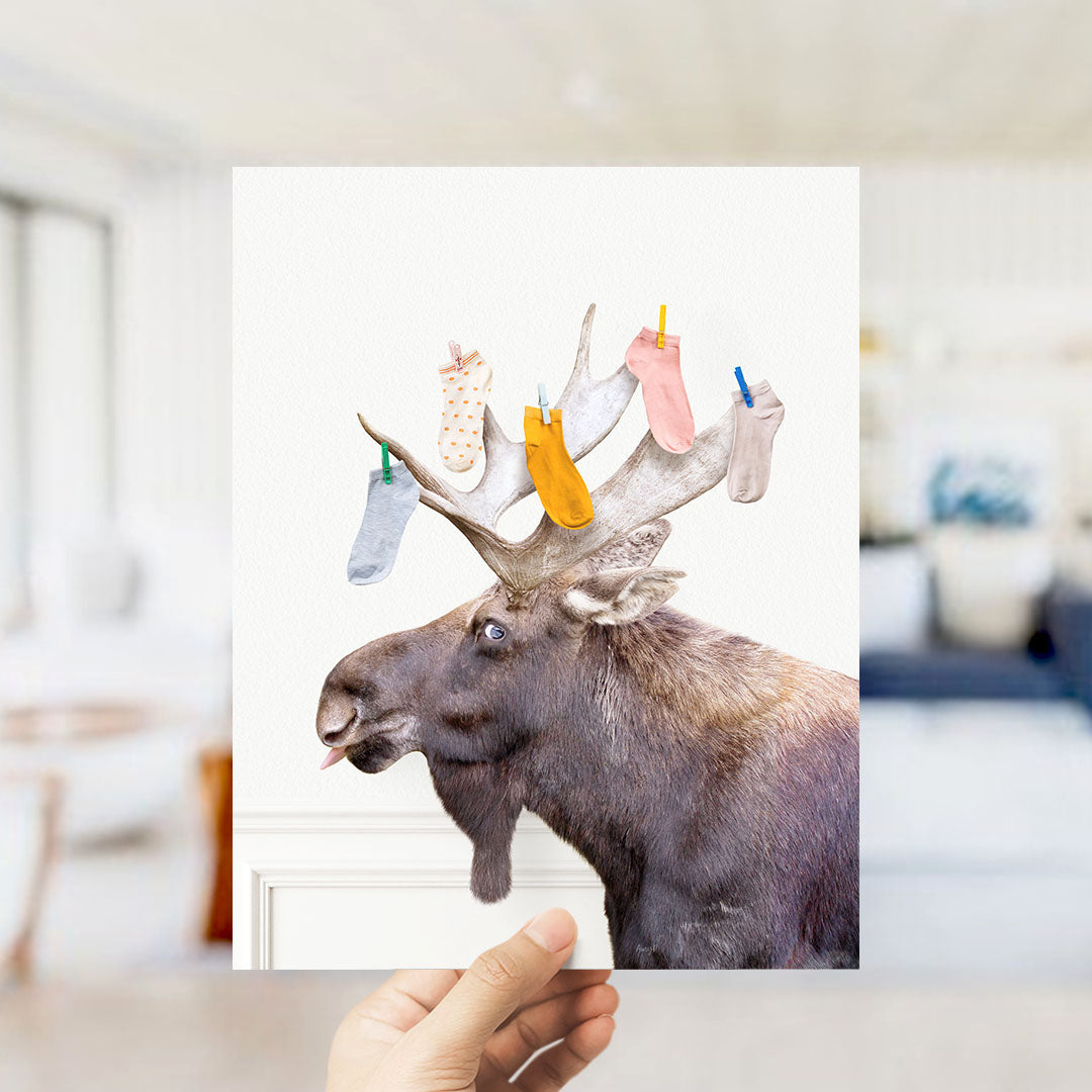 Moose - Lost Socks - Simple White Wall