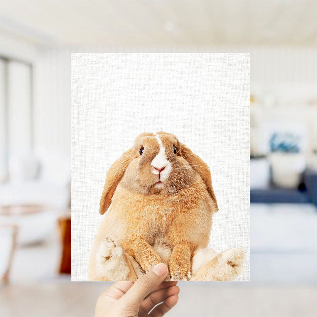 Pudgy Bunny - Animal Portraits