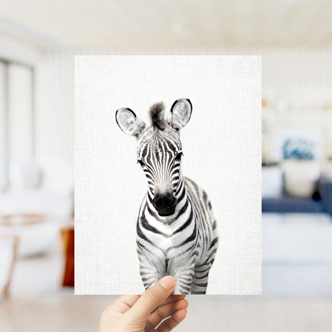 Baby Zebra Standing - Animal Portraits