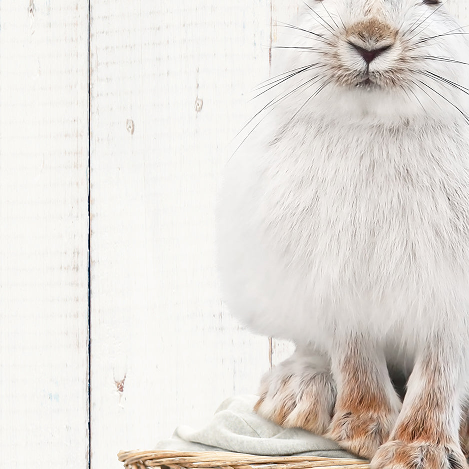 Snowshoe Hare in Laundry Basket - Farmhouse Wall