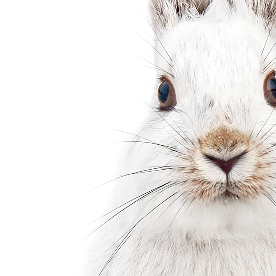 Snowshoe Hare No1 - Animal Portraits