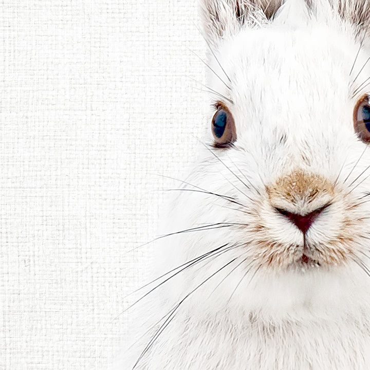 Snowshoe Hare No1 - Animal Portraits