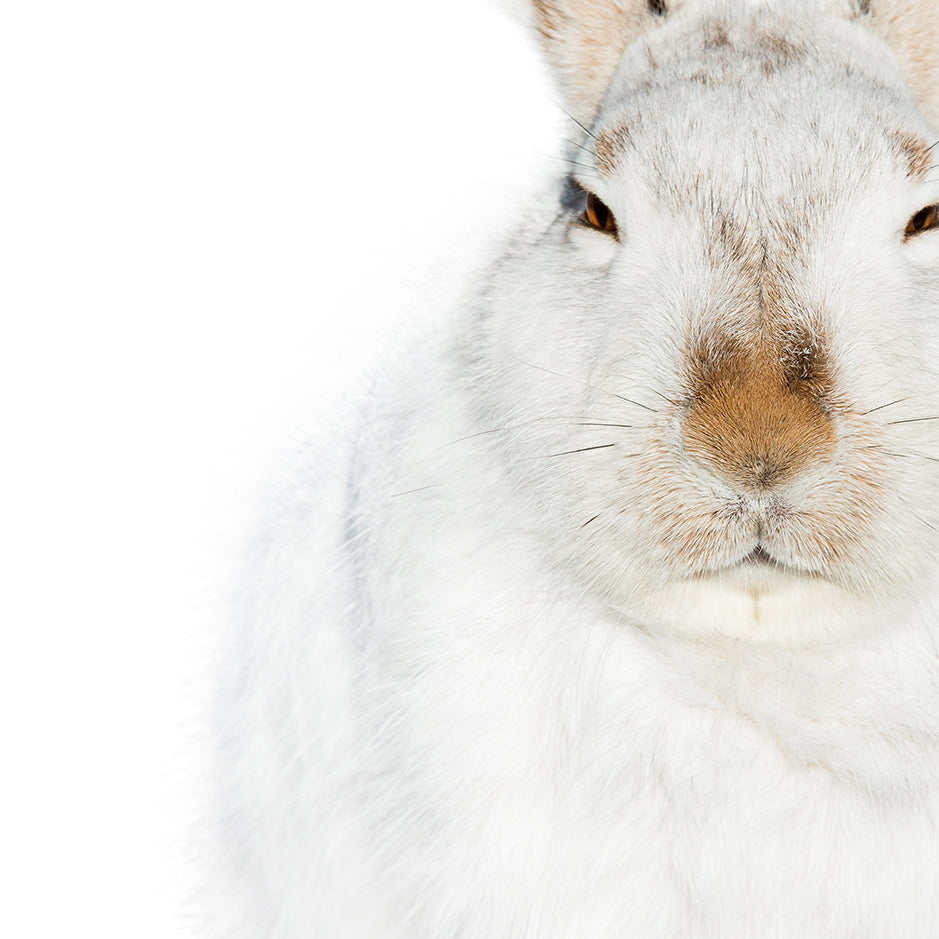 Snowshoe Hare No4 - Animal Portraits