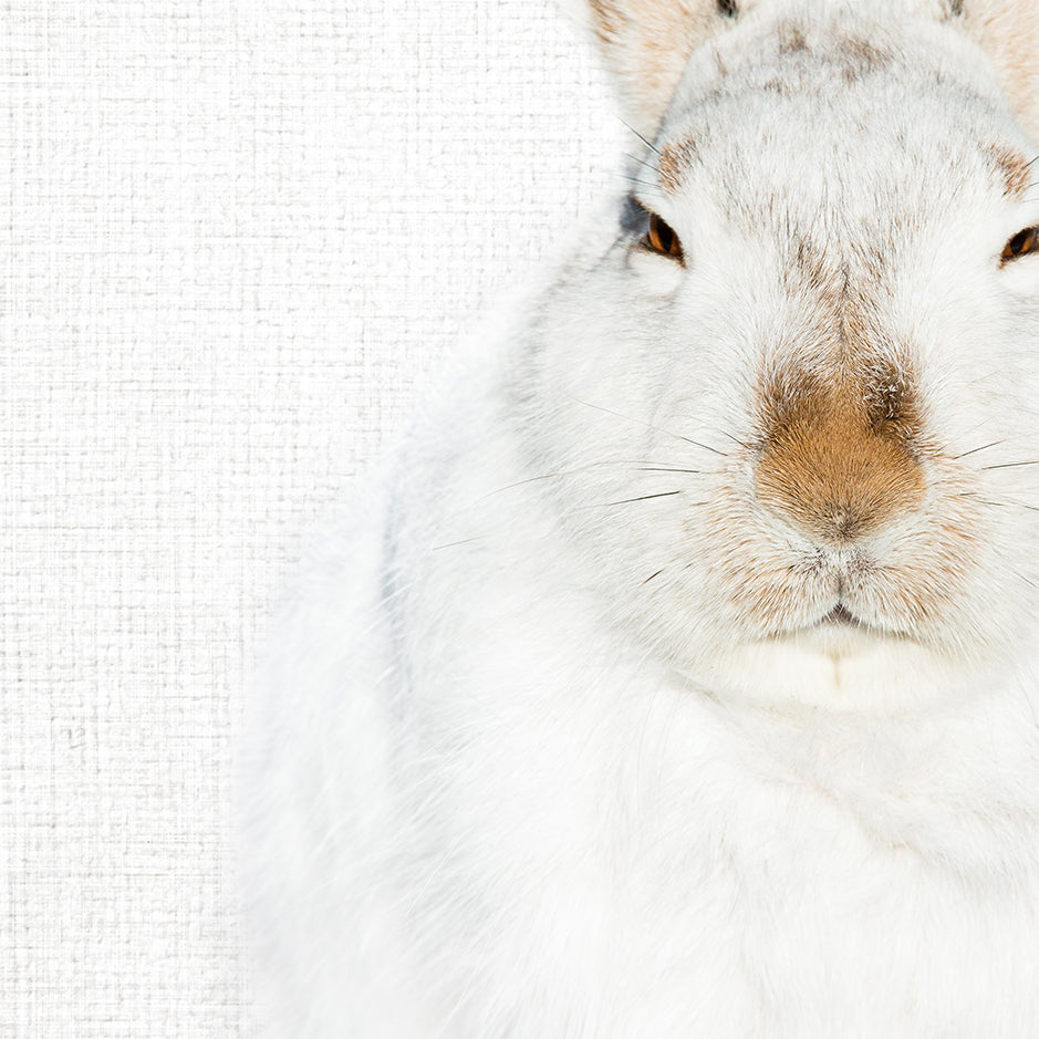 Snowshoe Hare No4 - Animal Portraits