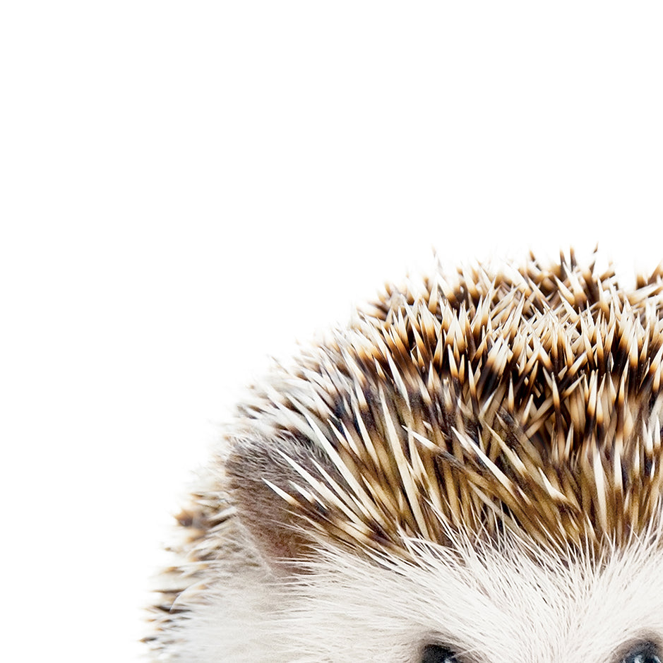 Baby Hedgehog Blowing Pink Bubble Gum